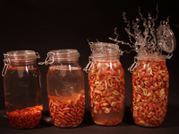 <div class='title'>Trapped in Rigidity Straining for Release Apartheid Series</div><br>Flameworked glass, Beans, ball jars, water<br>14"h x 24"w x 10"d<br>